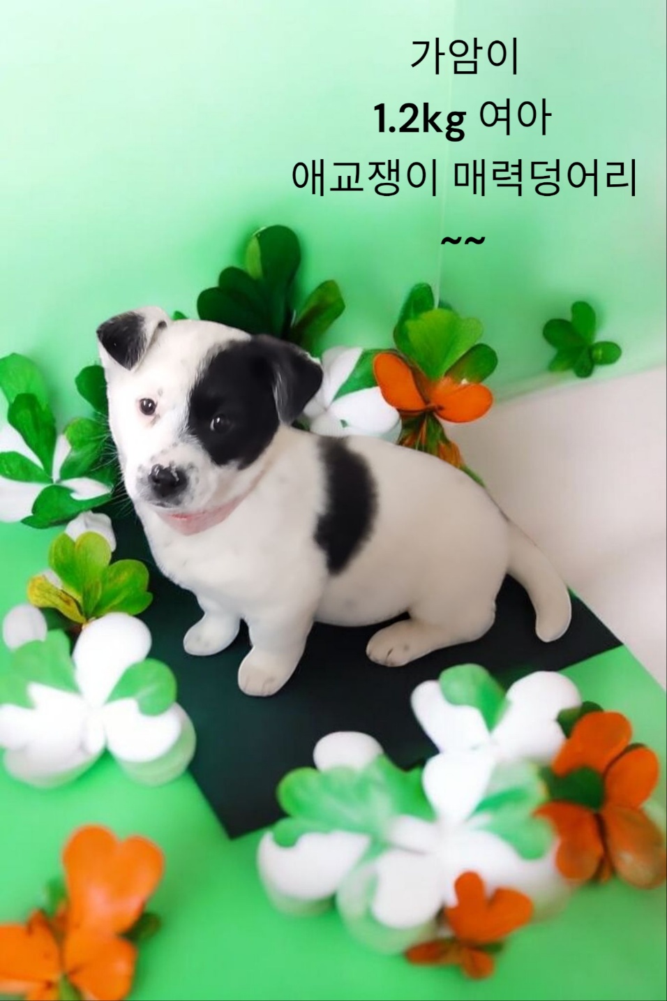 잭러셀테리어믹스 이미지 파일 입니다.